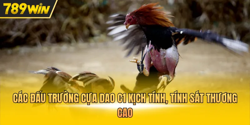 Đá Gà Cựa Dao C1 Đấu Trường Thư Hùng Nghẹt Thở Mỗi Ngày - Kovix9