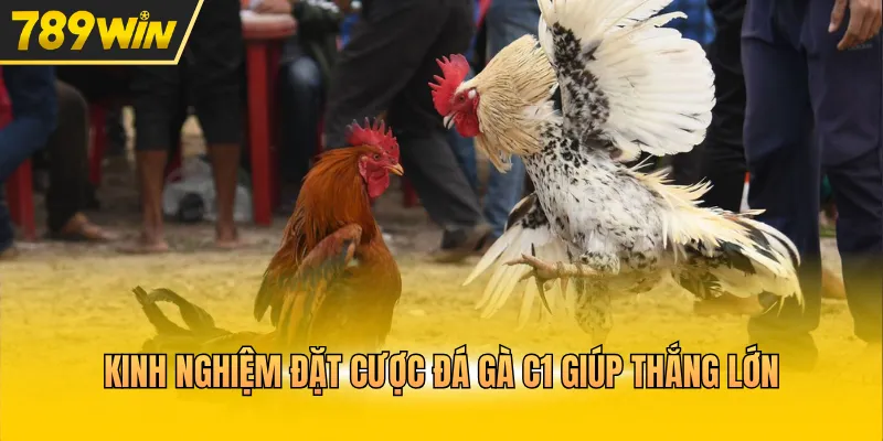 Đá Gà Cựa Dao C1 Đấu Trường Thư Hùng Nghẹt Thở Mỗi Ngày - Kovix9