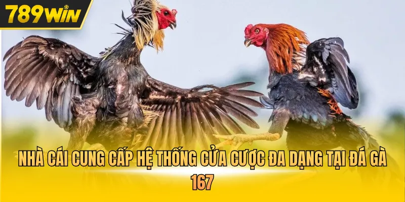 Trực Tiếp Đá Gà 167 Theo Dõi Màn Tranh Tài Kịch Tính - Kovix9