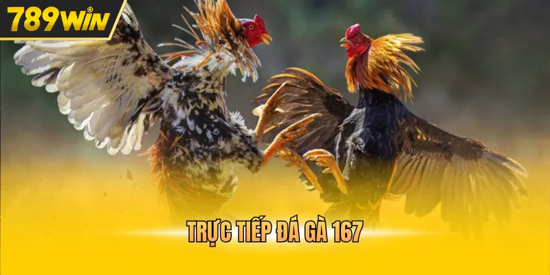 Trực Tiếp Đá Gà 167 Theo Dõi Màn Tranh Tài Kịch Tính - Kovix9