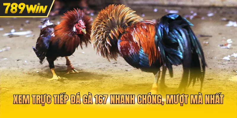 Trực Tiếp Đá Gà 167 Theo Dõi Màn Tranh Tài Kịch Tính - Kovix9